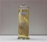 藏品(光兔頭魨)的圖片